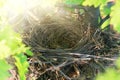 Empty bird`s nest on an oak tree in spring Royalty Free Stock Photo