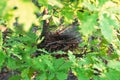 Empty bird`s nest on an oak tree in spring Royalty Free Stock Photo