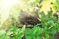 Empty bird`s nest on an oak tree in spring Royalty Free Stock Photo