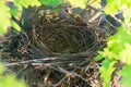 Empty bird`s nest on an oak tree in spring Royalty Free Stock Photo