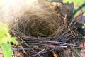 Empty bird`s nest on an oak tree in spring Royalty Free Stock Photo