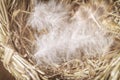 Empty bird`s nest, with soft fluffy feathers. Concept of a warm comfortable home