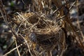 Empty bird\'s nest. Spring forest, in the bush there is an abandoned nest of a bird, which may return to lay eggs and raise Royalty Free Stock Photo