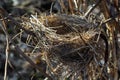 Empty bird\'s nest. Spring forest, in the bush there is an abandoned nest of a bird, which may return to lay eggs and raise Royalty Free Stock Photo