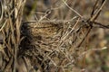 Empty bird\'s nest. Spring forest, in the bush there is an abandoned nest of a bird, which may return to lay eggs and raise Royalty Free Stock Photo