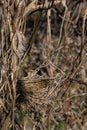Empty bird\'s nest. Spring forest, in the bush there is an abandoned nest of a bird, which may return to lay eggs and raise Royalty Free Stock Photo