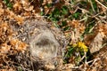 An empty bird`s nest in a thicket of hops