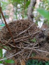 empty bird& x27;s nest, fine texture of twigs and blades of grass