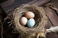 an empty birds nest next to one filled with eggs