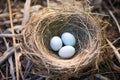 an empty birds nest next to one filled with eggs