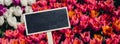 Empty blackboard with copy space for your text. Mockup template Blooming floral park in sunrise light. Colorful Tulip Royalty Free Stock Photo