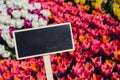 Empty blackboard with copy space for your text. Mockup template Blooming floral park in sunrise light. Colorful Tulip Royalty Free Stock Photo