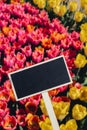 Empty blackboard with copy space for your text. Mockup template Blooming floral park in sunrise light. Colorful Tulip Royalty Free Stock Photo