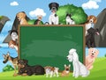 Empty blackboard with various breeds of dogs in the park Royalty Free Stock Photo