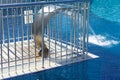 Empty blue water pool with a waterfall stream in action. Relaxation pool, spa hydrotherapy. The concept of hydromassage and Royalty Free Stock Photo