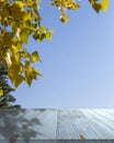 Empty blue wooden table top with hanging poplar branches. Yellowed leaves over the table