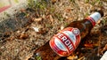 empty bottle of Peroni beer in the grass with dried flowers. Italian beer born in 1846 in Vigevano by Francesco Peroni Royalty Free Stock Photo