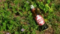 empty bottle of Peroni beer in the grass with flowers Royalty Free Stock Photo