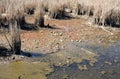 The empty bottom of the pond is visible bare shores of water decreasing, dirty water algae reeds bunches shores reservoirs spring