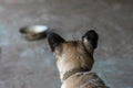 Empty bowl with dog food in dog shelter. Hungry dog thinking about food and waiting for adoption