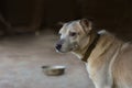 Empty bowl with dog food in dog shelter. Hungry dog thinking about food and waiting for adoption