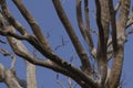 Empty branches tree on indian countryside forest