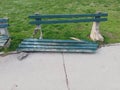 Empty broken bench, wastebascet and green grass. Public park in Belgrade, Serbia.