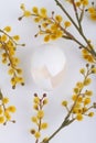 Empty broken chicken egg and willow catkin branches. Royalty Free Stock Photo