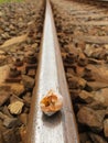 Empty broken snail shell on old rusty railway rail