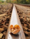 Empty broken snail shell on old rusty railway rail