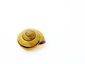 Empty brown snail shell isolated on white background. Royalty Free Stock Photo
