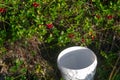 An empty bucket stands under the bright bushes of red cranberries before collecting a wild harvest.