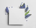 Empty card and spring muscari flowers on white background, top view Royalty Free Stock Photo