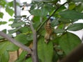 AN EMPTY CATERPILLAR COCOON HANGS ON A TREE BRANCH