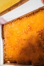 Empty Cells of Honeycombs of a Beehive Close Up Royalty Free Stock Photo