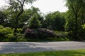 Empty Central Park Loop Lined with Green Trees and Plants during the Spring in New York City