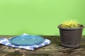 Empty ceramic blue plate with Genus Echinocactus Cactus a potted plant on wood table