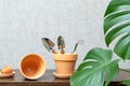 Empty ceramic pots and small gardening tools next to monstera leaves. Indoor plant transplanting, gardening and hobby concept Royalty Free Stock Photo