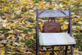 An empty chair sitting in the forest with yellow leaves Royalty Free Stock Photo