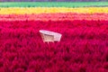 Empty chair in colorful of Celosia argentea field on morning day