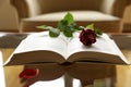 Empty chair, open book, dark red rose flower, petal, romance or love story concept. Royalty Free Stock Photo