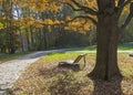 Empty chaise lounge under the old oak Royalty Free Stock Photo