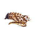 Empty chrysalis, pupa of Melitaea didyma, the spotted fritillary or red-band fritillary. Isolated on white.