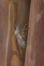 Empty Cicada exuviae attached vertically to a Crepe Myrtle tree in Houston, TX.