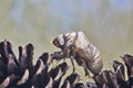 Empty Cicada exuviae on two pine cones with copy space, side view. Royalty Free Stock Photo