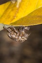 Empty Cicada molt shell on a leaf, Kruger National Park