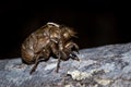 Empty Cicada molt shell on a leaf, Kruger National Park Royalty Free Stock Photo