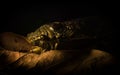 Empty Cicada moult shell on a leaf, Amazon Jungle, Madre de Dios, Puerto Maldonado Royalty Free Stock Photo