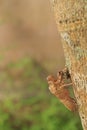 Empty cicada shell Royalty Free Stock Photo