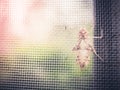 Empty cicada shell or casing from moulted cicada insect Royalty Free Stock Photo